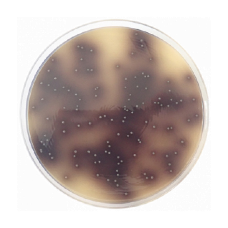 Bile Esculin Azide Agar ISO