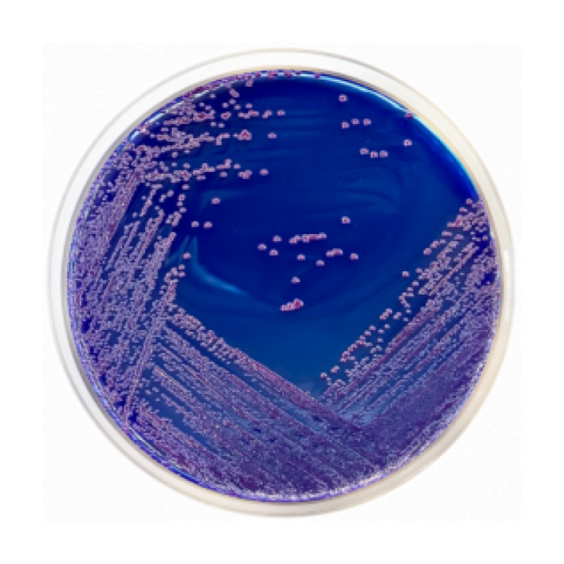 Brilliant Green Bile Agar