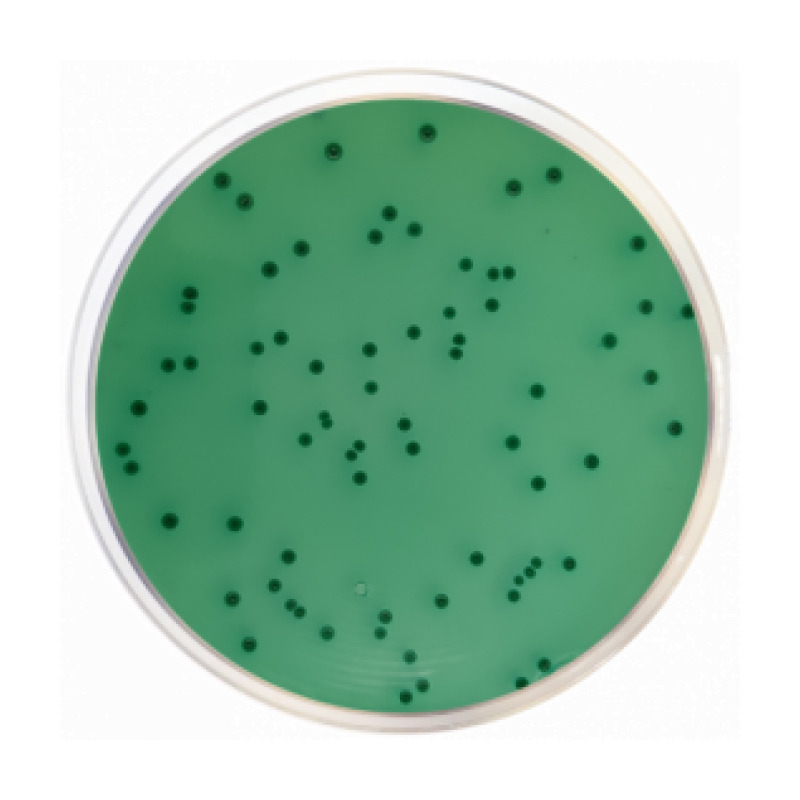 Bismuth Sulfite Agar (Wilson Blair) USP