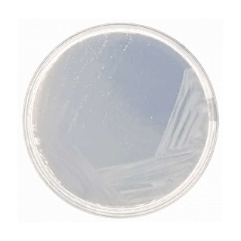 Czapek-Dox Modified Agar