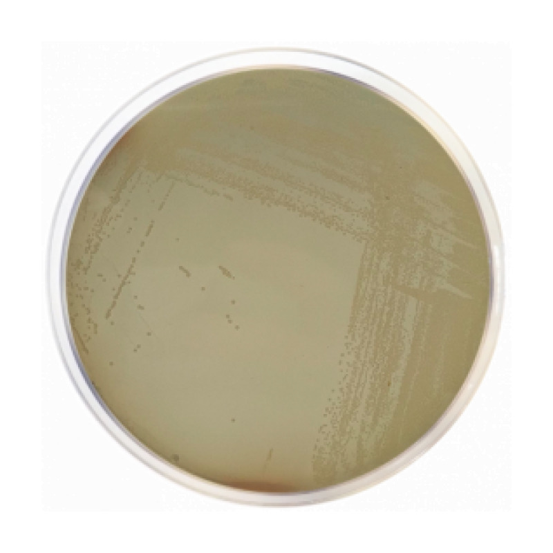 Chapman Stone Agar