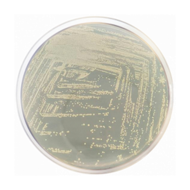 Dextrose Agar