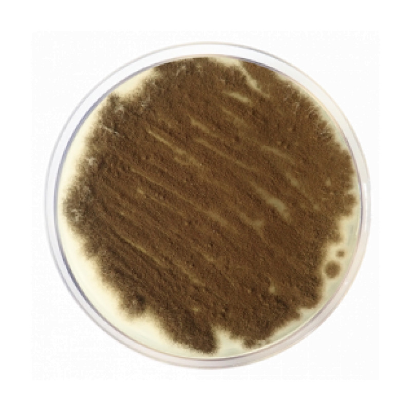 Potato Dextrose Agar EP/USP/BAM