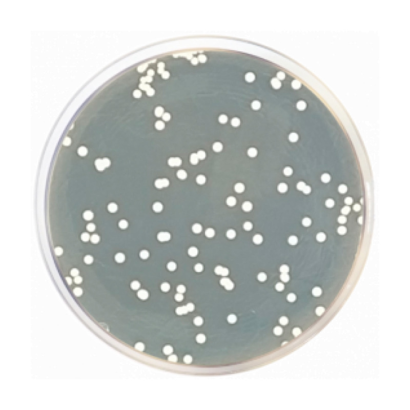 Sabouraud Dextrose Agar EP/USP/ISO