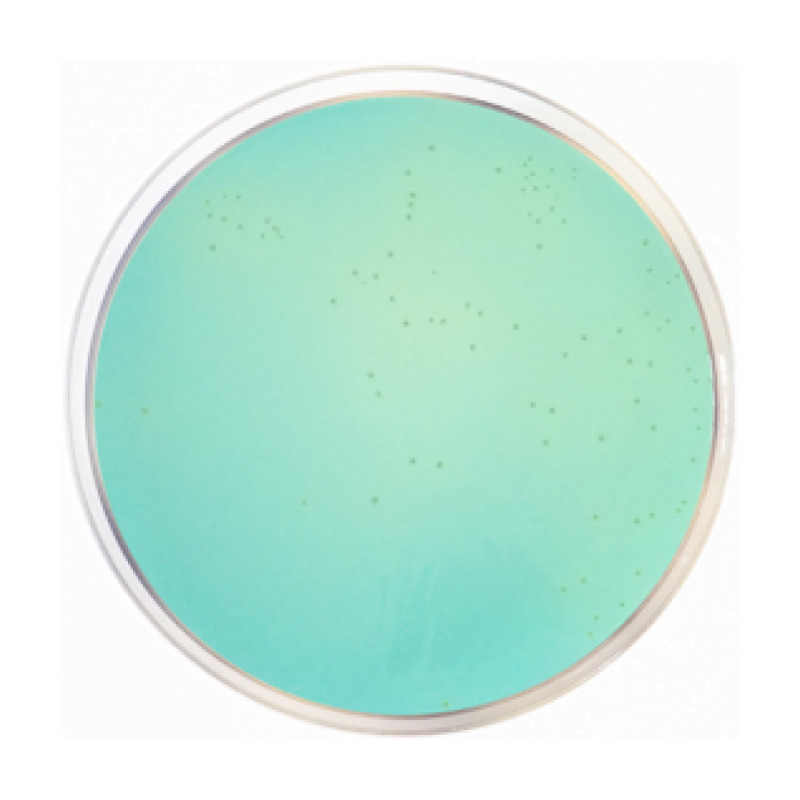 WL Differential Agar