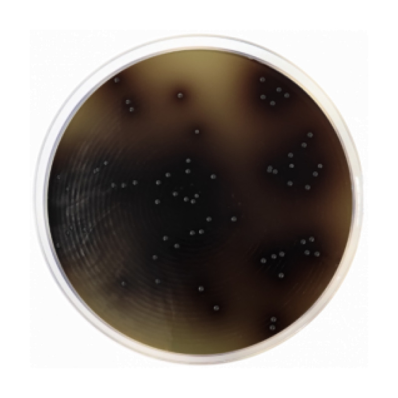 KAA Confirmatory Agar
