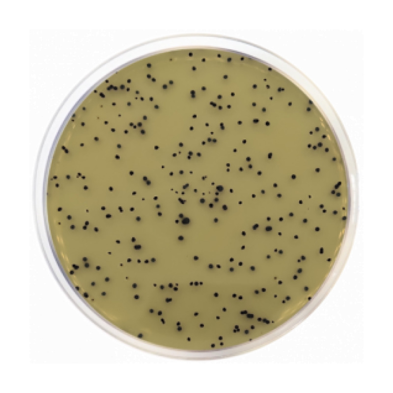 T.S.C. Agar Base (Tryptose Sulfite Cycloserine) ISO