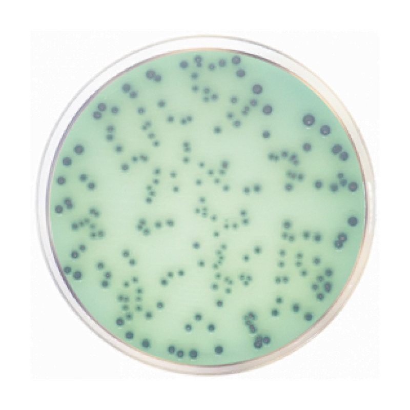 Hektoen Enteric Agar ISO