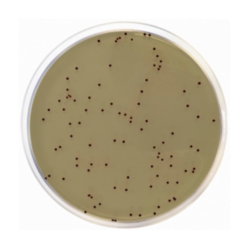 KF Streptococcal Agar