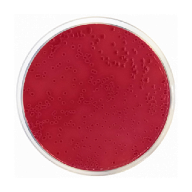 MacConkey Agar Nº 2