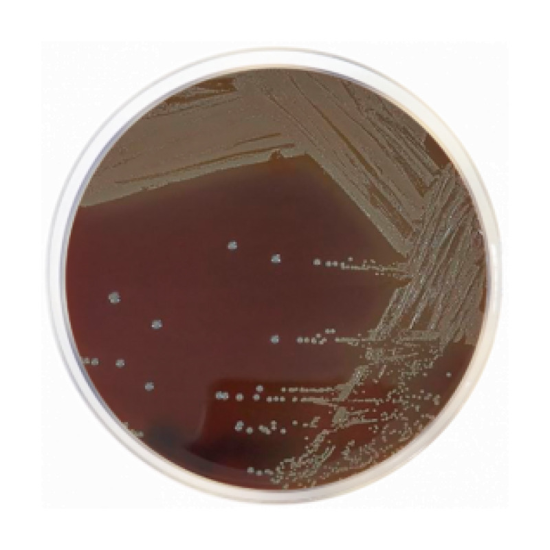 Eugon Agar