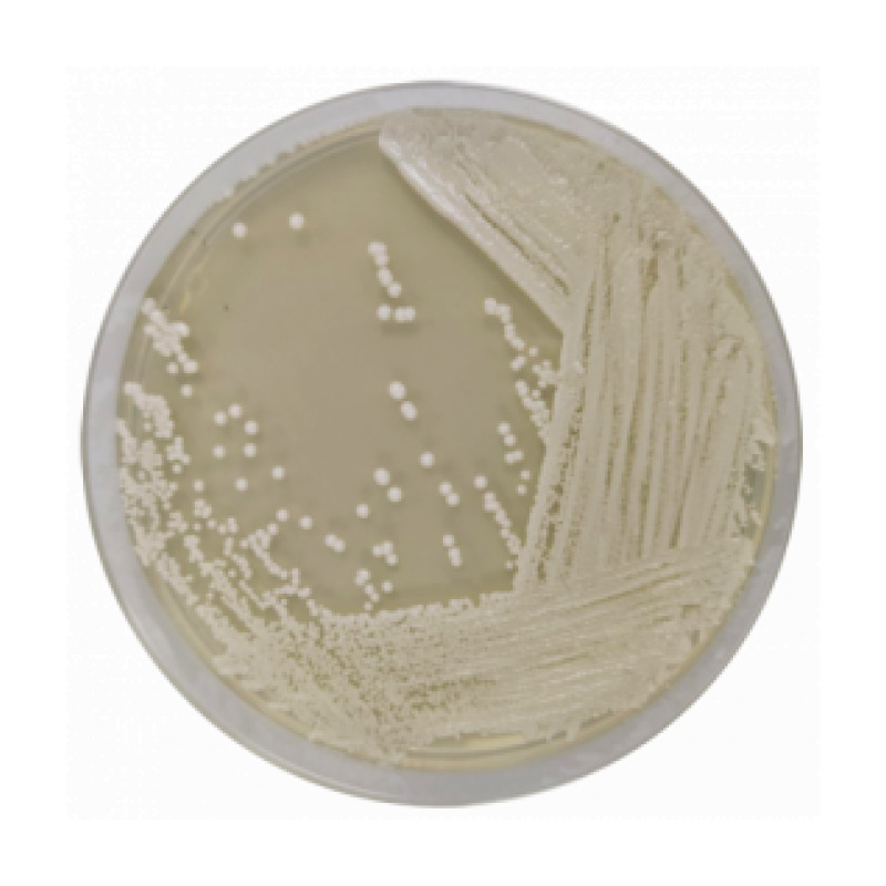 Malt Extract Agar