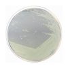 Trypticasein Glucose Extract Agar