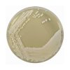 Yeast Extract Agar (YEA) ISO