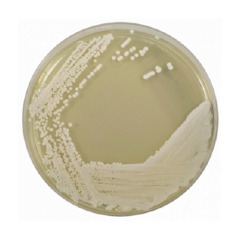 Yeast Extract Agar (YEA) ISO