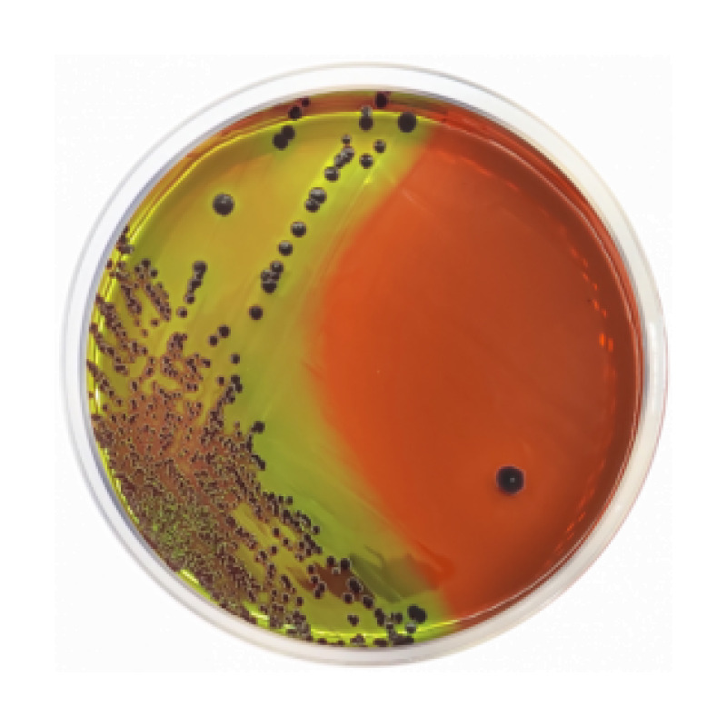 Levine Agar (EMB) BAM/ISO
