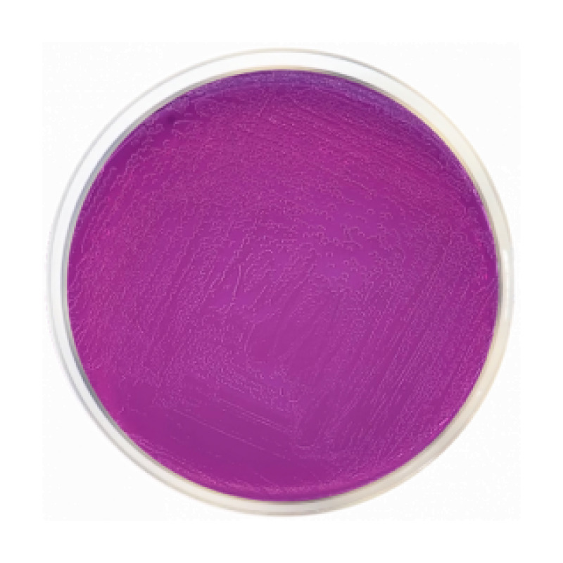 BCP Agar