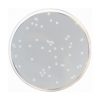 Nutrient Agar ISO