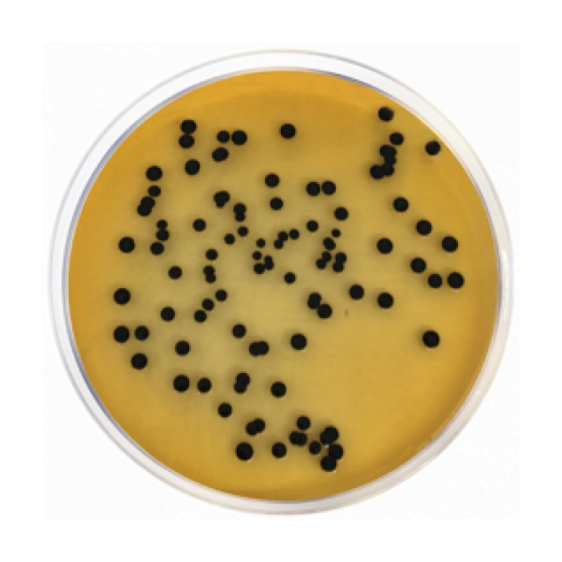 Salmonella Shigella Agar (SS Agar)