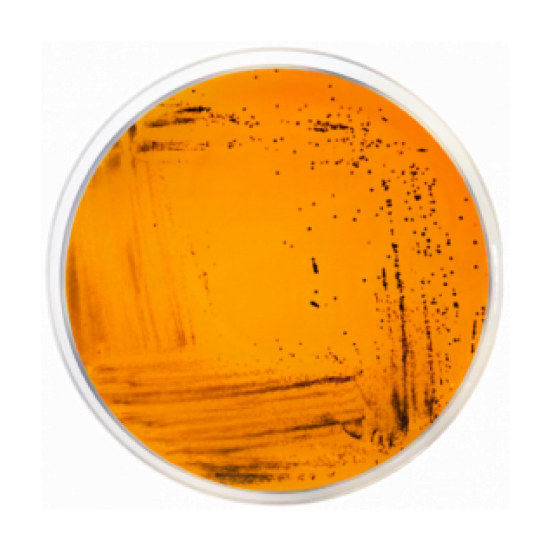 Deoxycholate Citrate Agar