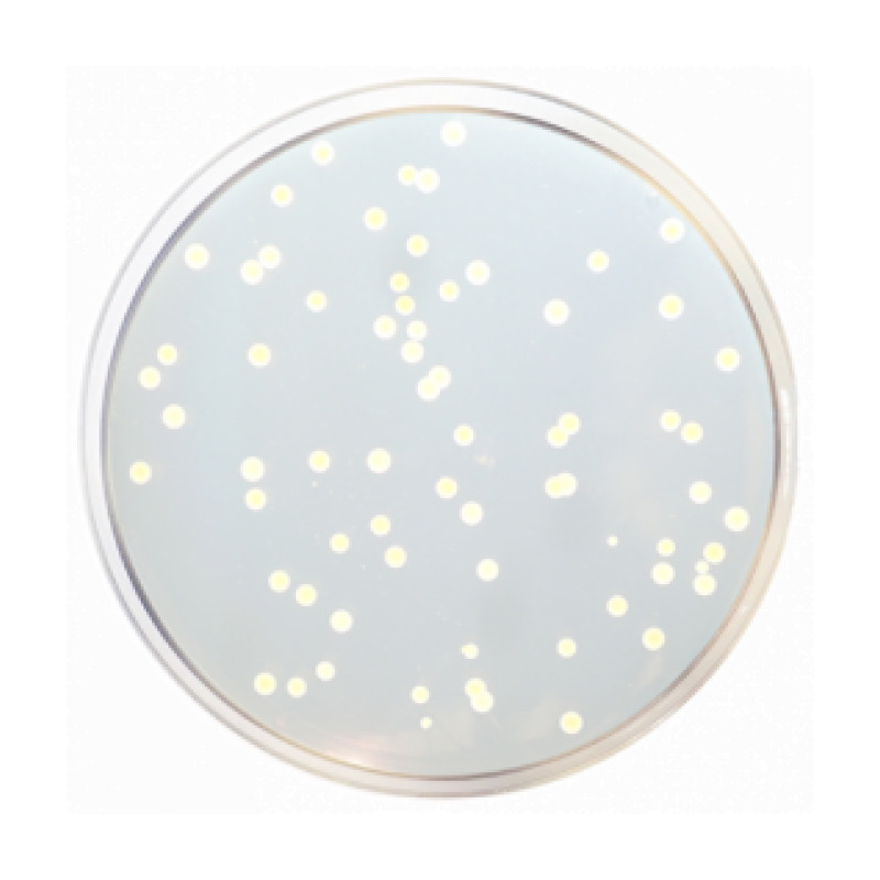 Trypticasein Soy Agar (TSA) EP/USP/ISO