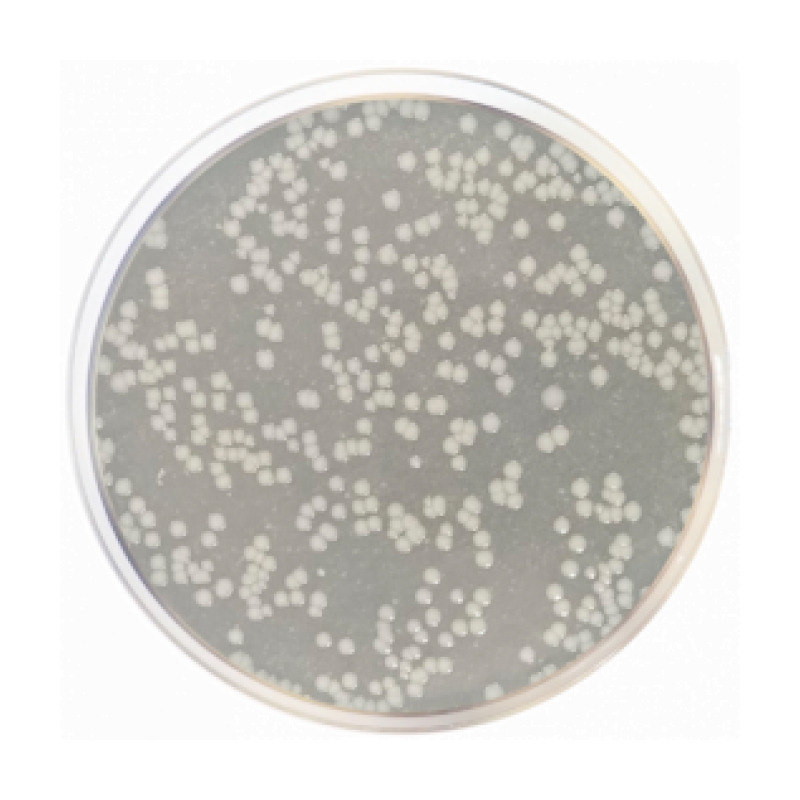 Calcium Caseinate Agar