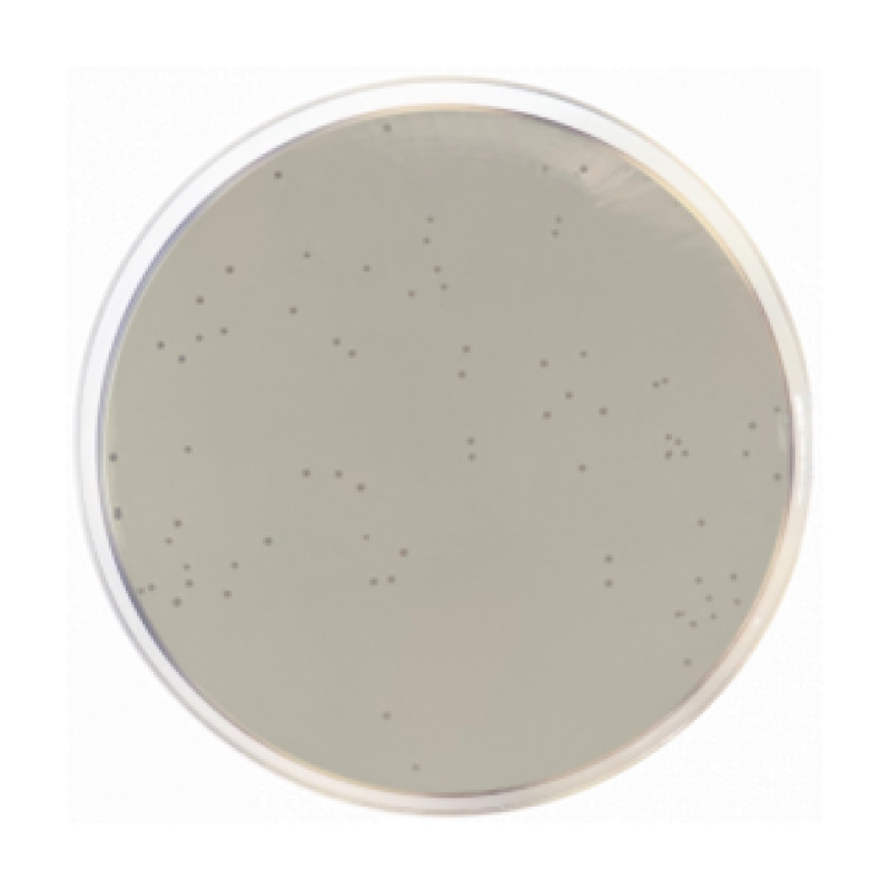 Enterococcus Selective Agar (Enterococcosel Agar)