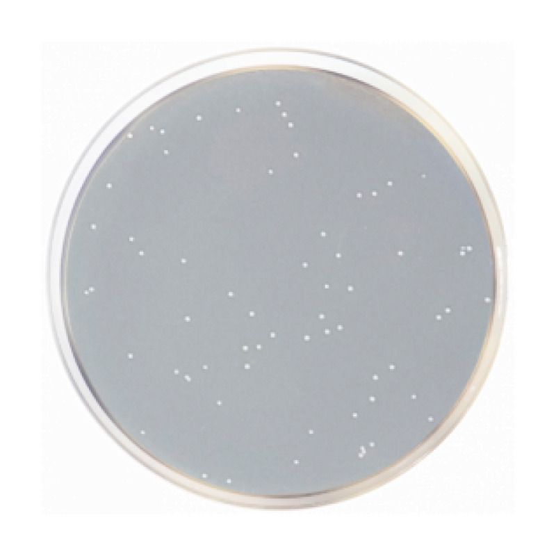 R2A Agar EP/USP