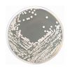Mycobiotic Agar (Fungal Selective Agar)