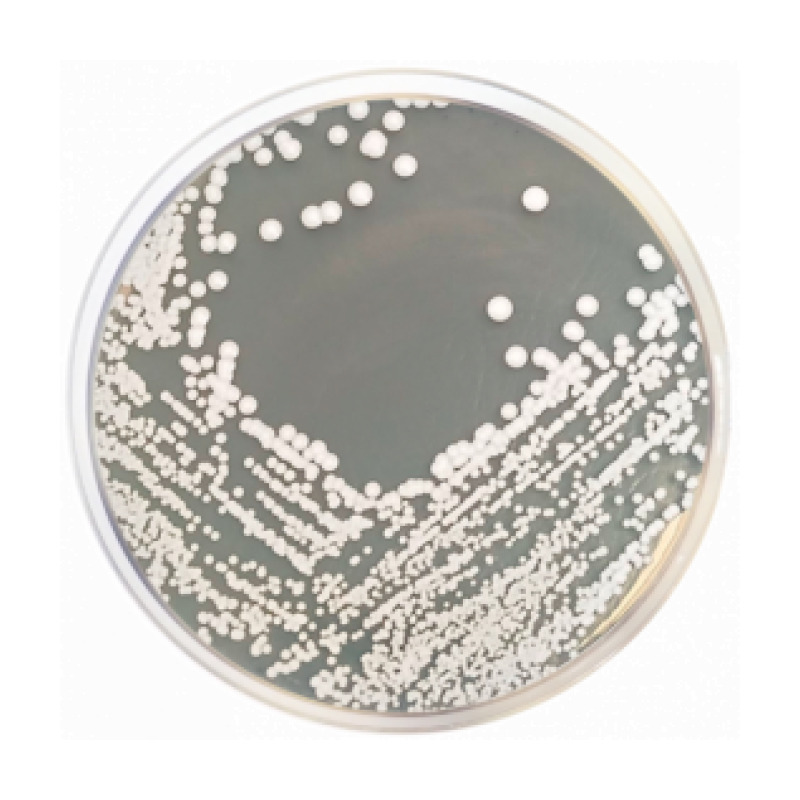 Mycobiotic Agar (Fungal Selective Agar)