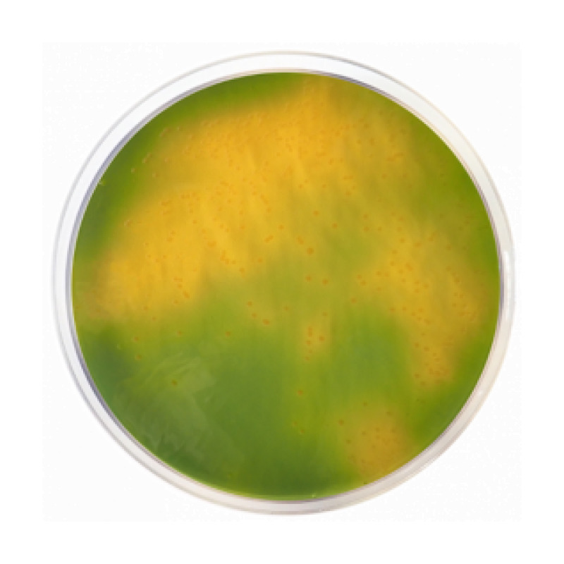 TCBS Agar ISO
