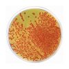TTC Chapman Agar (Lactose Agar TTC with Tergitol 7)