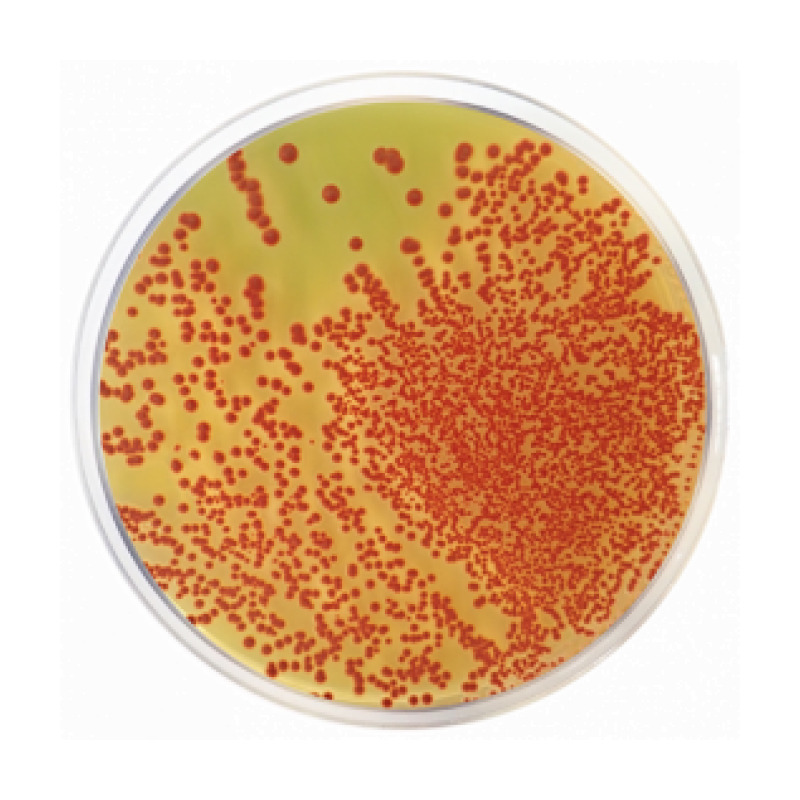 TTC Chapman Agar (Lactose Agar TTC with Tergitol 7)
