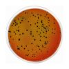 Vogel-Johnson Agar