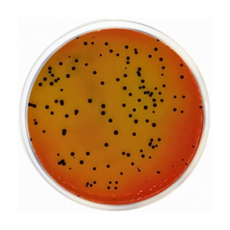 Vogel-Johnson Agar