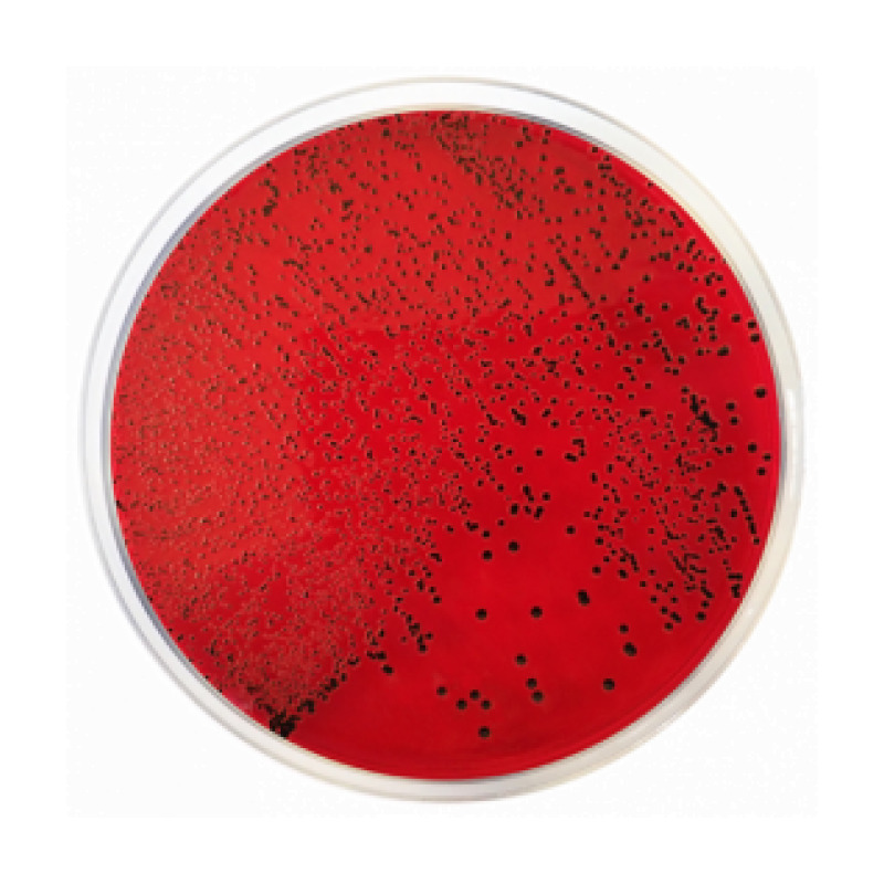 XLD Agar (Xylose Lysine Deoxycholate Agar) EP/USP