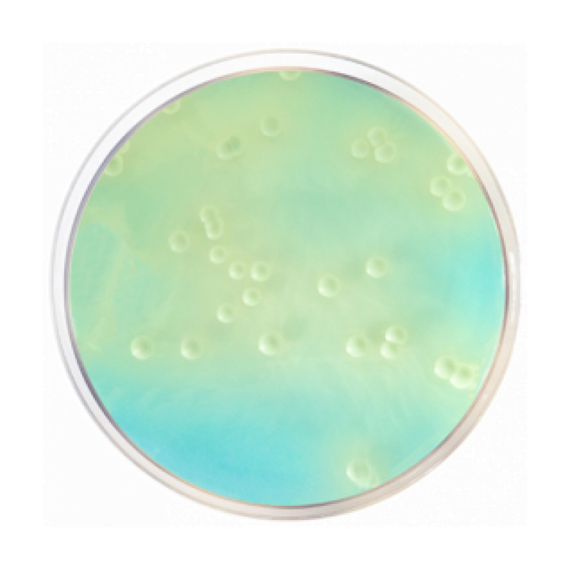 WL Nutrient Agar