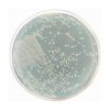 Reinforced Clostridial Agar