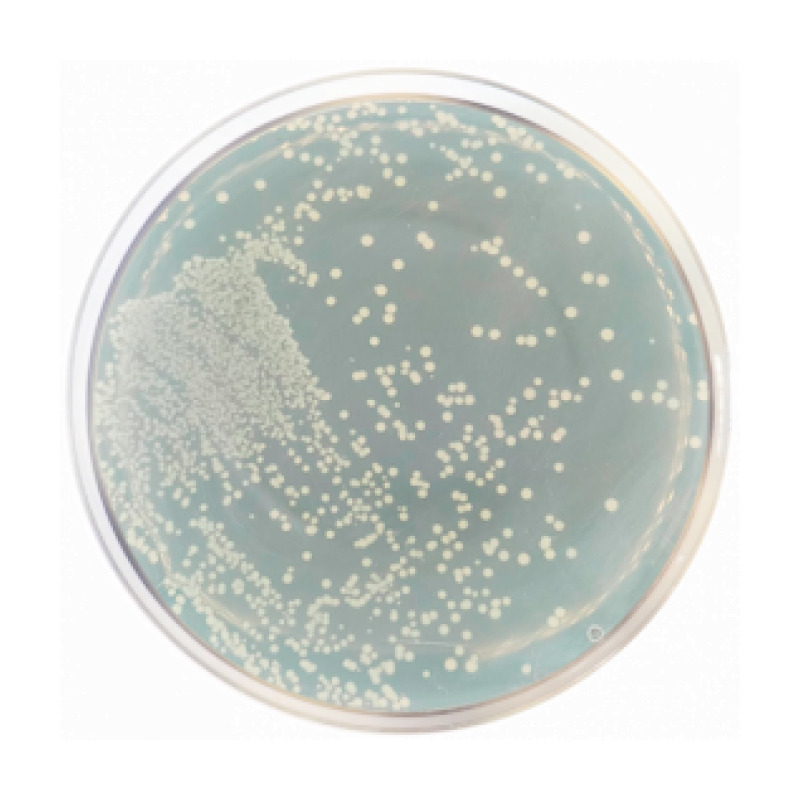 Reinforced Clostridial Agar