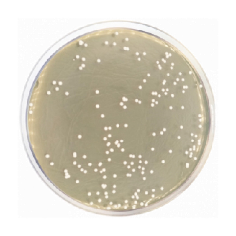 Sabouraud Chloramphenicol Dextrose Agar