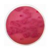 Violet Red Bile Agar with Glucose (VRBG) EP/USP/ISO