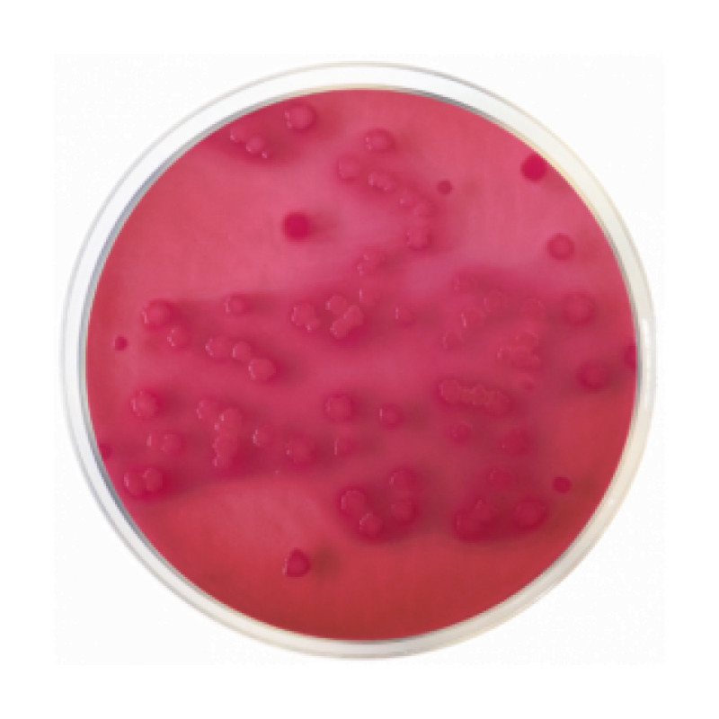 Violet Red Bile Agar with Glucose (VRBG) EP/USP/ISO