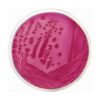 Violet Red Bile Agar with Lactose (VRBL) ISO