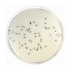 Baird Parker Agar Base ISO