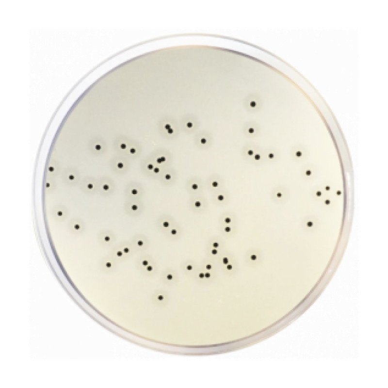 Baird Parker Agar Base ISO