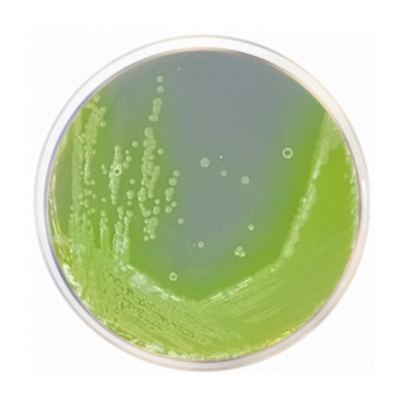 Cetrimide Agar Base EP/USP/ISO