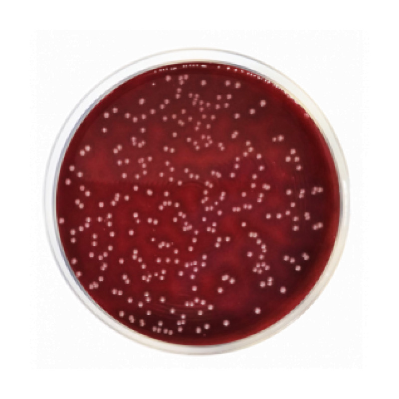 Columbia Agar Base EP/USP/ISO