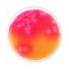 Bacillus Cereus Selective Agar Base (MYP)