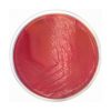 Yersinia Selective Agar Base (CIN) ISO