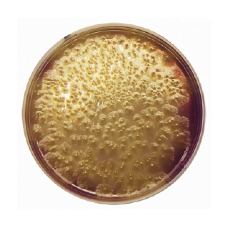 Clostridium Perfringens Agar Base (m-CP)